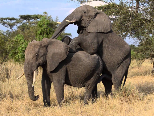 Elephant Breeding Farm