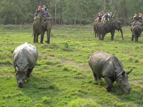 Elephant Safari